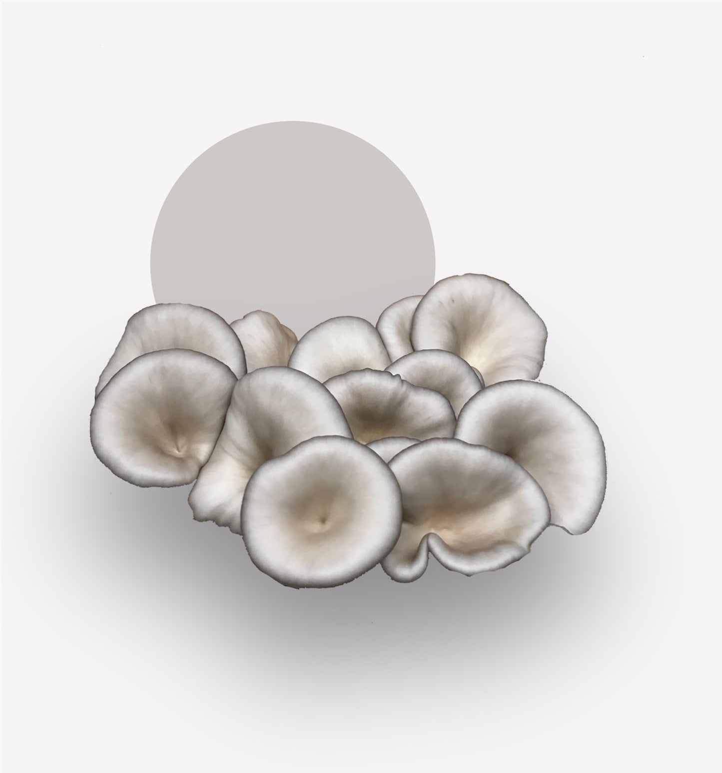 Fresh Gourmet Mushrooms