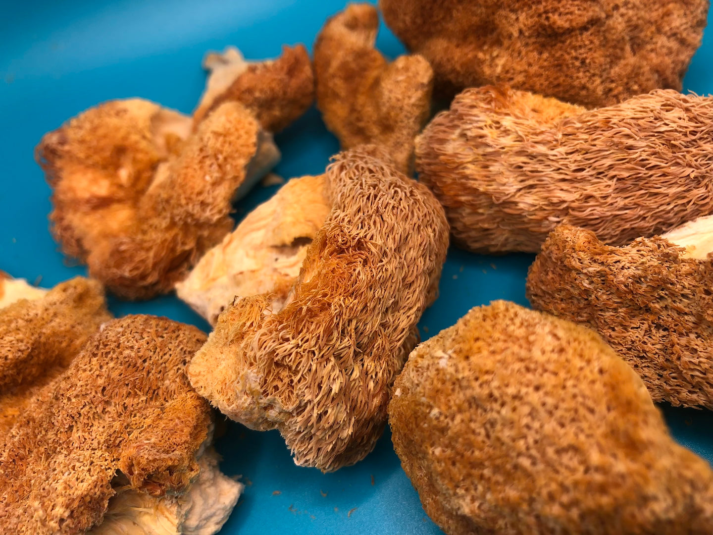 Lion's Mane Mushroom Extract Powder