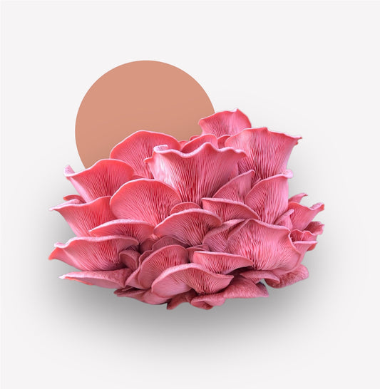 Fresh Gourmet Mushrooms