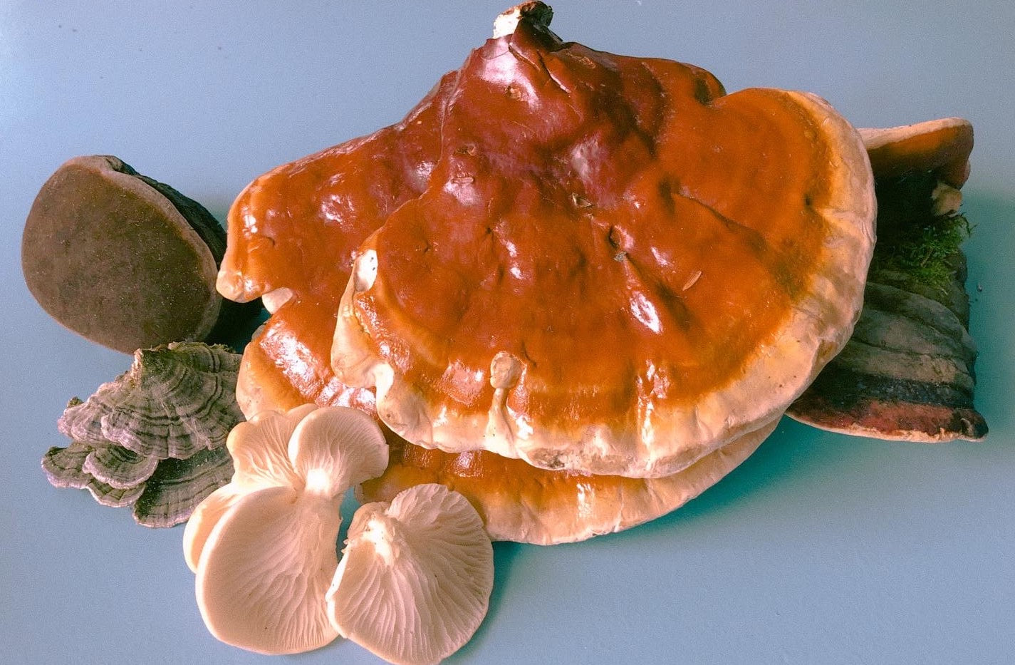 Chaga & Reishi Mushroom Extract Powder Blend