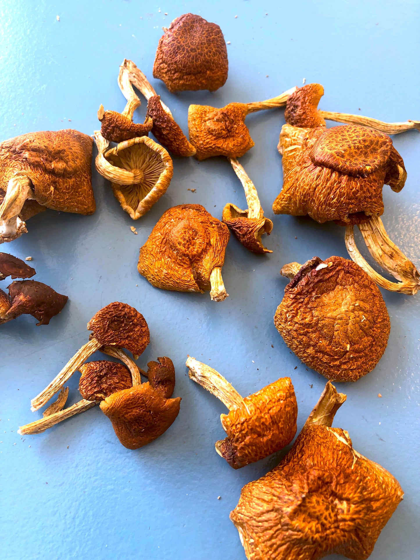 Dehydrated Gourmet Mushrooms
